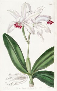Cattleya intermedia (jako syn. Cattleya intermedia var. Pallida)